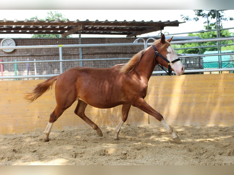 American Quarter Horse Stute 2 Jahre 141 cm Fuchs in Waldshut-Tiengen