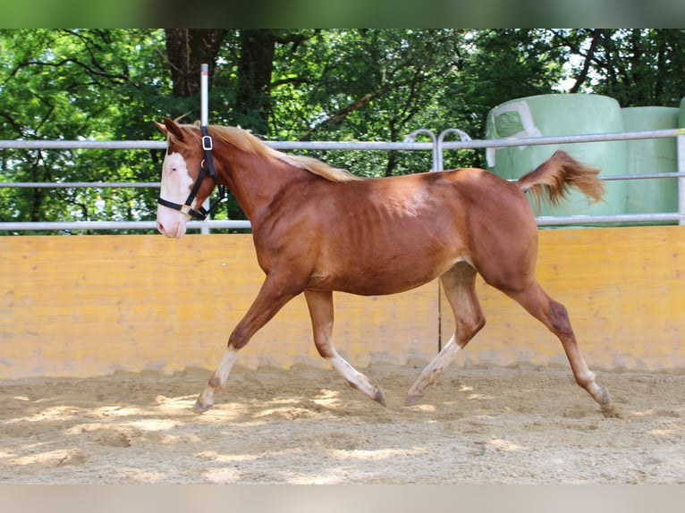 American Quarter Horse Stute 2 Jahre 141 cm Fuchs in Waldshut-Tiengen