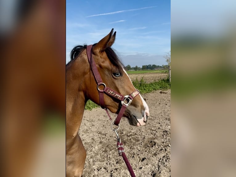 American Quarter Horse Stute 2 Jahre 142 cm Brauner in Barneveld