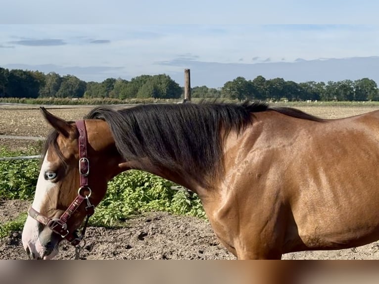 American Quarter Horse Stute 2 Jahre 142 cm Brauner in Barneveld