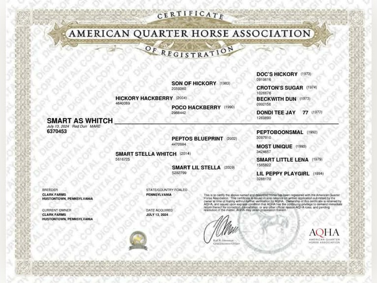 American Quarter Horse Stute 2 Jahre 142 cm Falbe in Hustontown