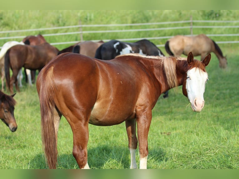American Quarter Horse Stute 2 Jahre 142 cm Fuchs in Waldshut-Tiengen