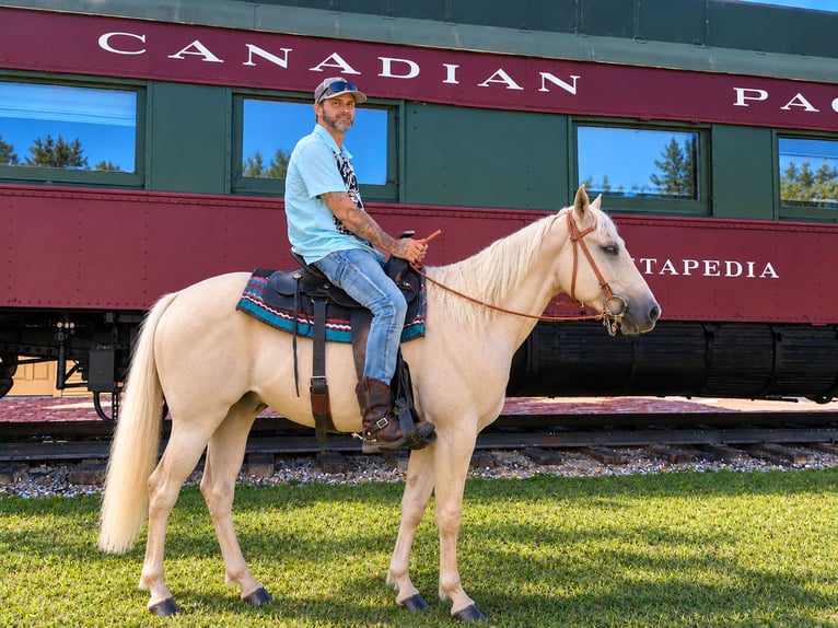 American Quarter Horse Stute 2 Jahre 142 cm Palomino in Stillwater