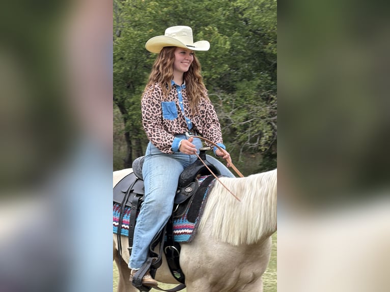 American Quarter Horse Stute 2 Jahre 142 cm Palomino in Stillwater