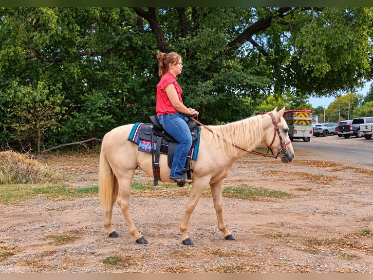 American Quarter Horse Stute 2 Jahre 142 cm Palomino in Stillwater