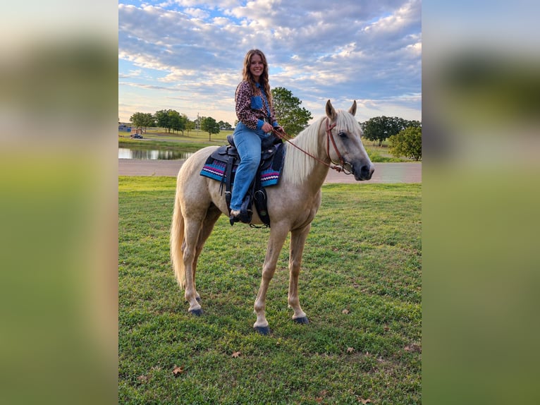 American Quarter Horse Stute 2 Jahre 142 cm Palomino in Stillwater
