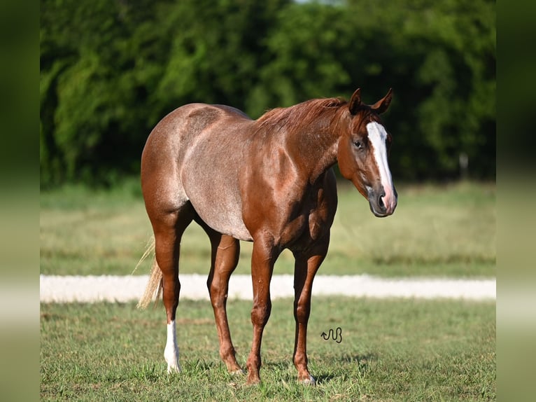 American Quarter Horse Stute 2 Jahre 142 cm Roan-Red in Waco, TX