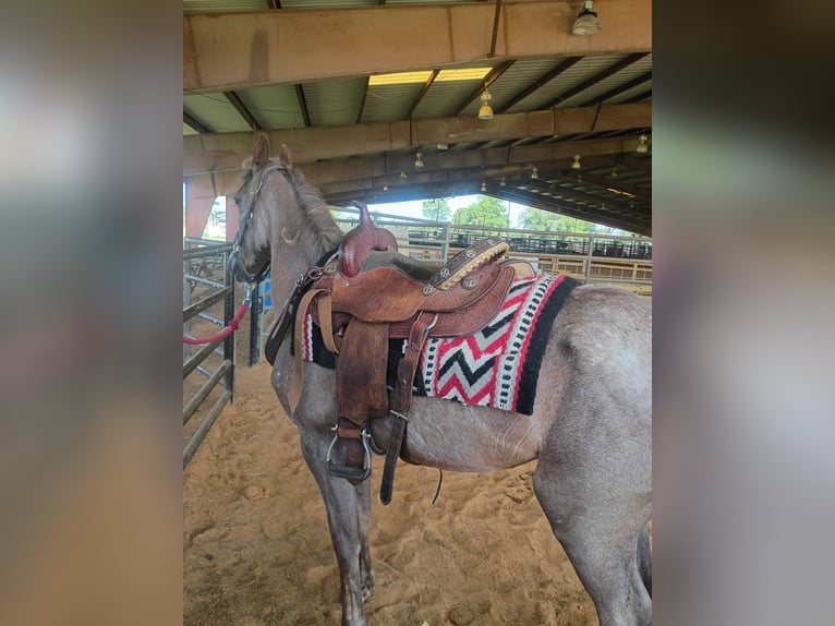 American Quarter Horse Stute 2 Jahre 142 cm Roan-Red in Gladewater