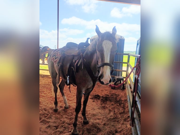 American Quarter Horse Stute 2 Jahre 142 cm Roan-Red in Gladewater