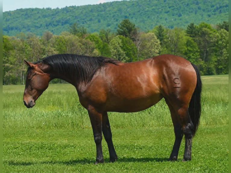 American Quarter Horse Stute 2 Jahre 142 cm Rotbrauner in Hustontown