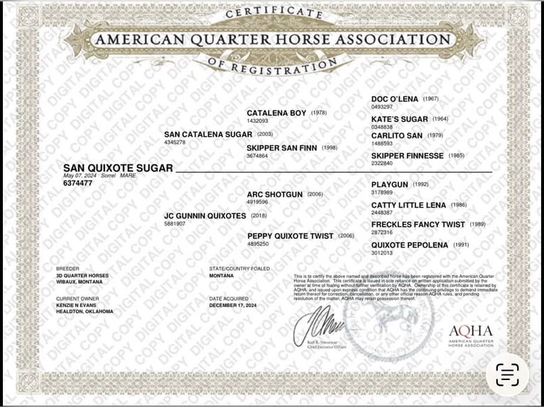 American Quarter Horse Stute 2 Jahre 142 cm Rotfuchs in Sanger