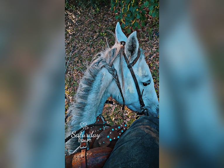 American Quarter Horse Mix Stute 2 Jahre 142 cm Schimmel in Pearl River