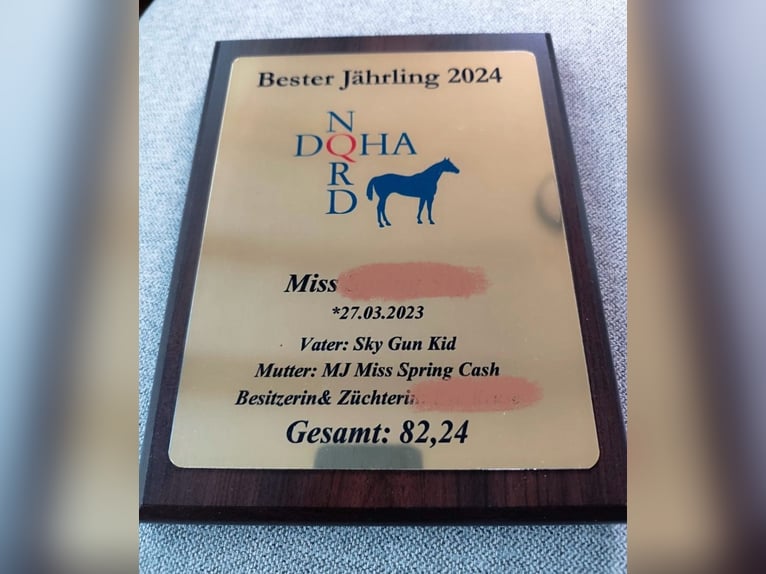 American Quarter Horse Stute 2 Jahre 144 cm Fuchs in Bad Zwischenahn