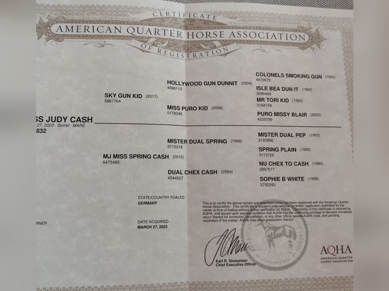 American Quarter Horse Stute 2 Jahre 144 cm Fuchs in Bad Zwischenahn