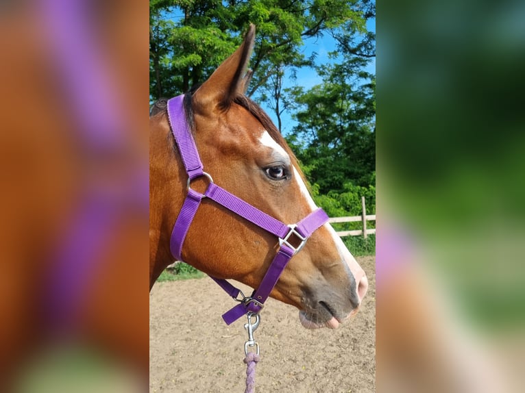 American Quarter Horse Stute 2 Jahre 144 cm Rotbrauner in Kakucs