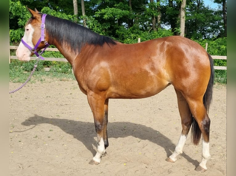 American Quarter Horse Stute 2 Jahre 144 cm Rotbrauner in Kakucs