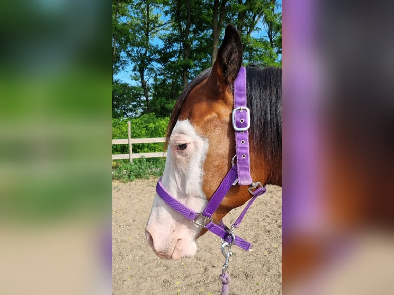 American Quarter Horse Stute 2 Jahre 144 cm Rotbrauner in Kakucs