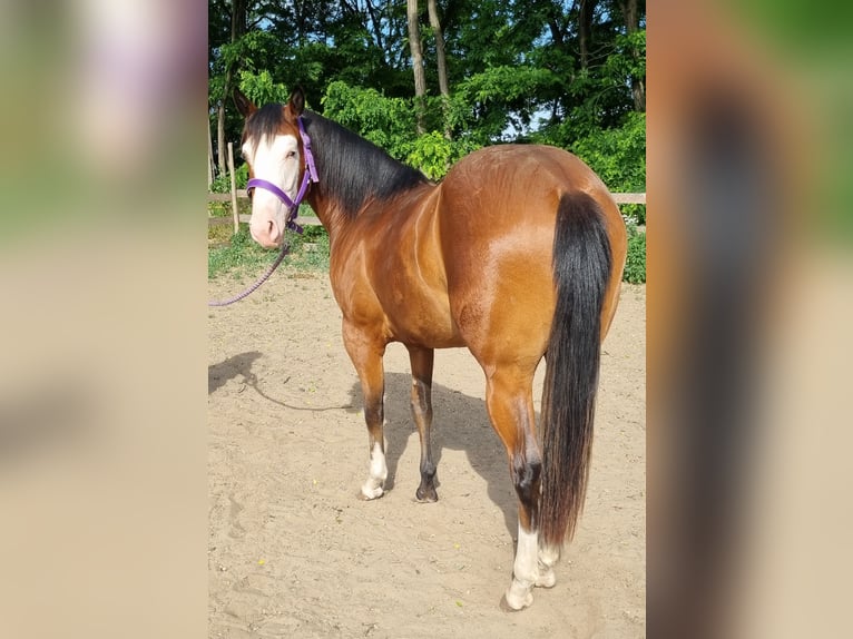 American Quarter Horse Stute 2 Jahre 144 cm Rotbrauner in Kakucs