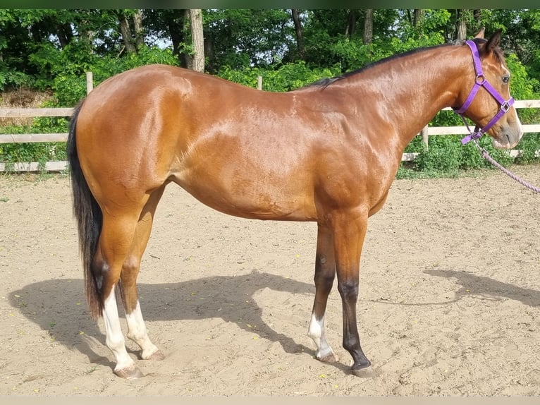 American Quarter Horse Stute 2 Jahre 144 cm Rotbrauner in Kakucs