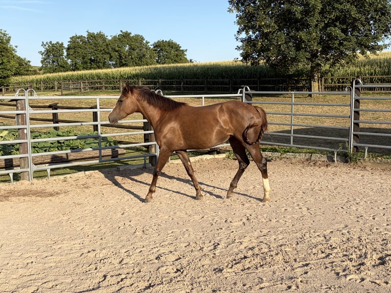 American Quarter Horse Mix Stute 2 Jahre 145 cm Brauner in Weingarten