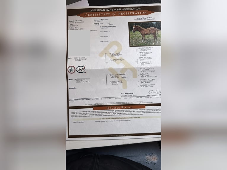 American Quarter Horse Stute 2 Jahre 145 cm Dunkelbrauner in Steyerberg