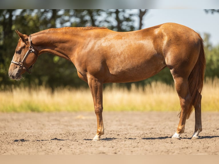 American Quarter Horse Stute 2 Jahre 145 cm Dunkelbrauner in Steyerberg