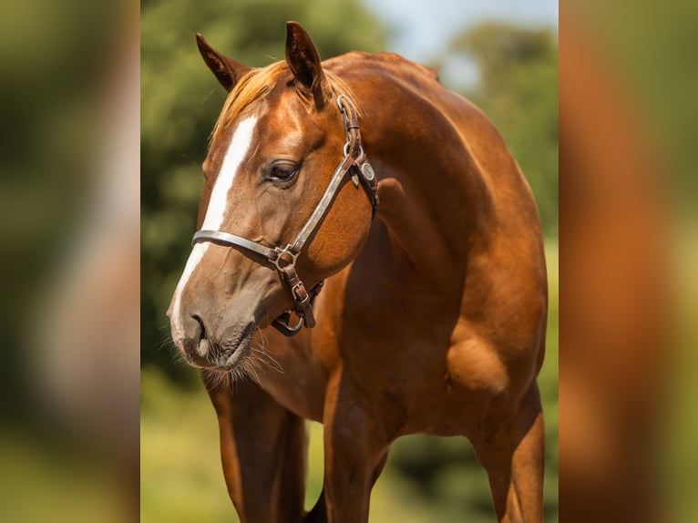 American Quarter Horse Stute 2 Jahre 145 cm Dunkelbrauner in Steyerberg