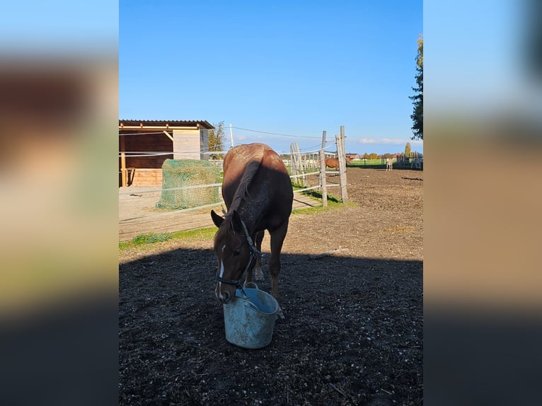 American Quarter Horse Stute 2 Jahre 145 cm Fuchs in Sipbachzell