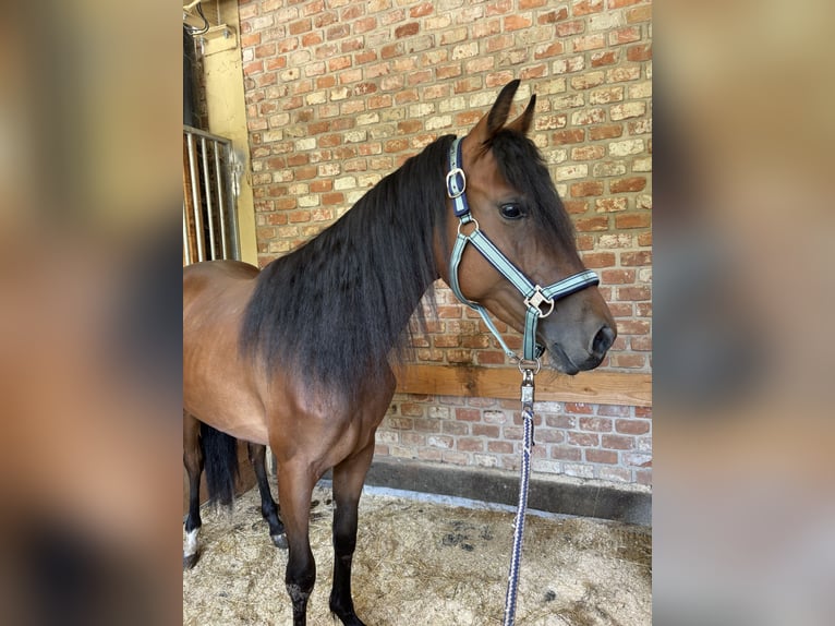 American Quarter Horse Stute 2 Jahre 145 cm Rotbrauner in Trencin