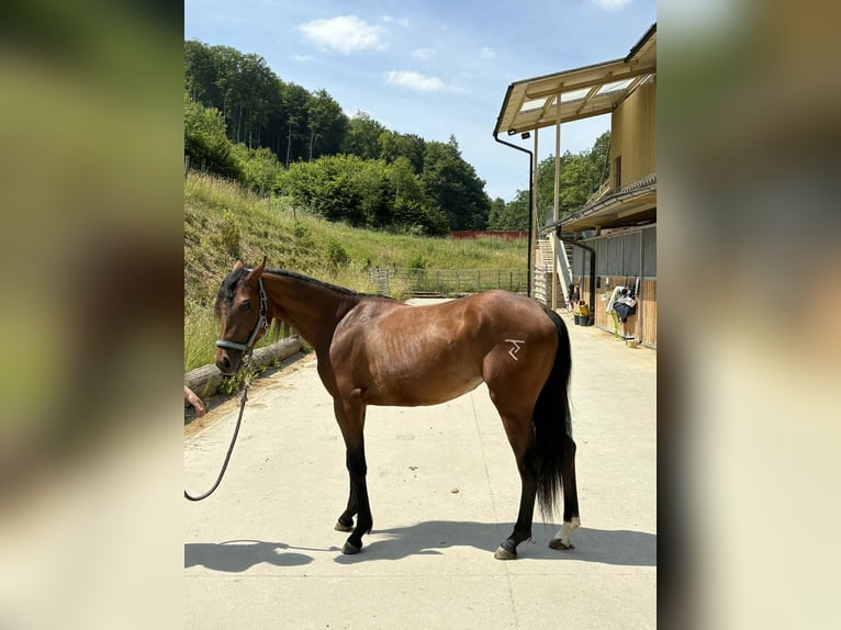 American Quarter Horse Stute 2 Jahre 145 cm Rotbrauner in Trencin