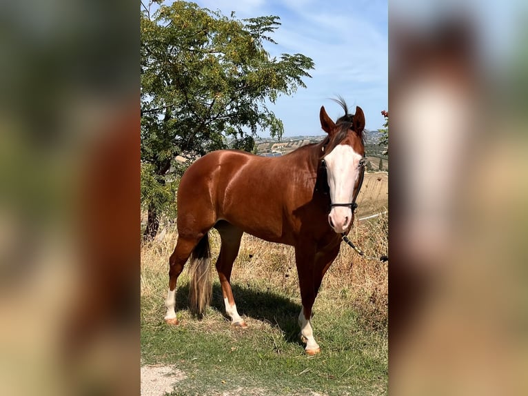 American Quarter Horse Stute 2 Jahre 145 cm Rotfuchs in Fontanelle