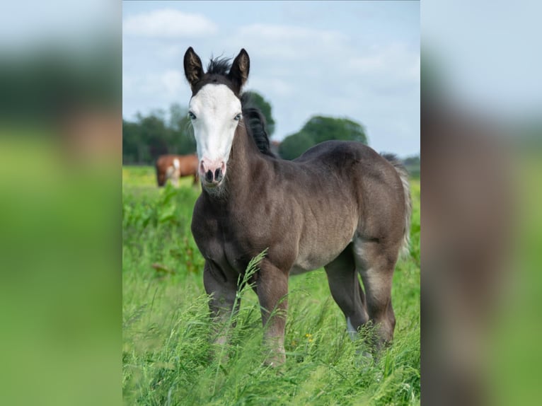 American Quarter Horse Stute 2 Jahre 145 cm Schwarzbrauner in Amel