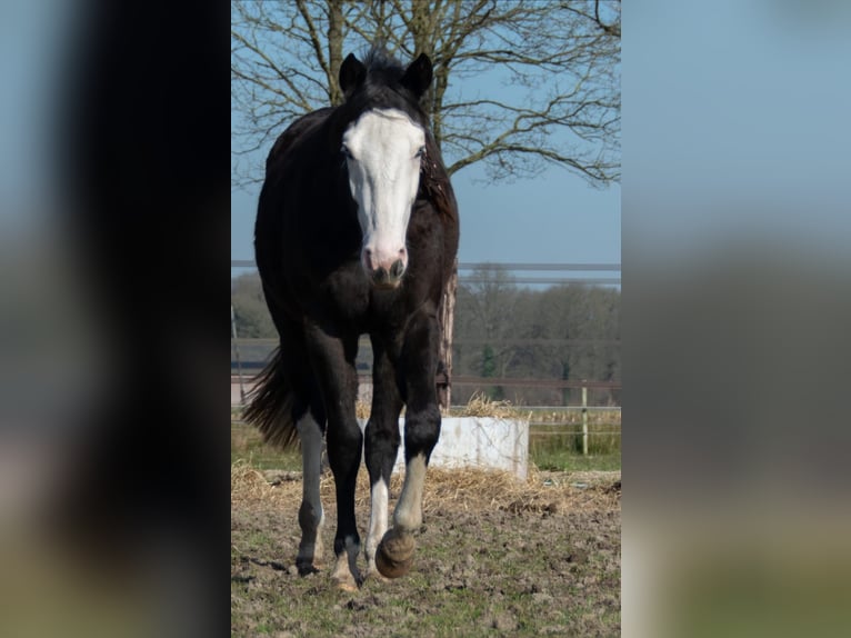American Quarter Horse Stute 2 Jahre 145 cm Schwarzbrauner in Amel