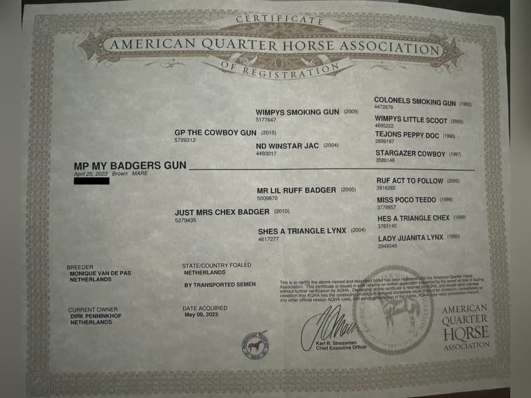 American Quarter Horse Stute 2 Jahre 145 cm Schwarzbrauner in Amel