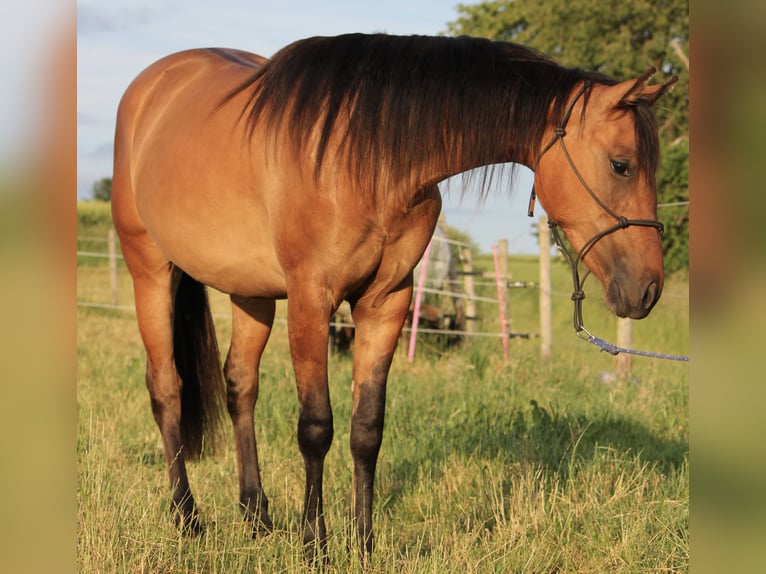 American Quarter Horse Stute 2 Jahre 146 cm Falbe in Beltheim