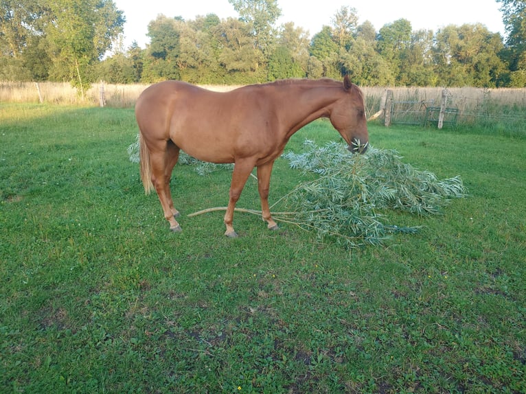 American Quarter Horse Stute 2 Jahre 146 cm Fuchs in Demmin