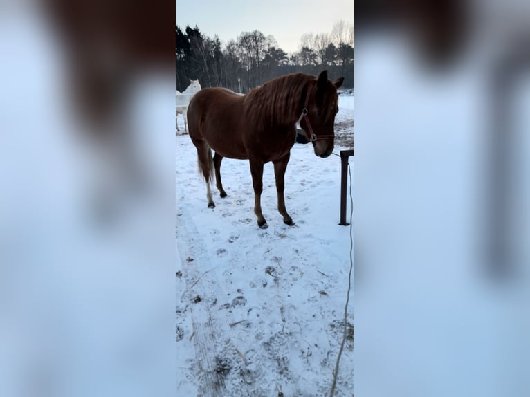 American Quarter Horse Stute 2 Jahre 146 cm Fuchs in Branno