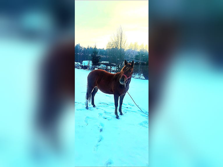 American Quarter Horse Stute 2 Jahre 146 cm Fuchs in Branno