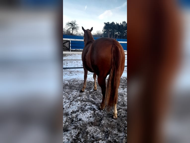 American Quarter Horse Stute 2 Jahre 146 cm Fuchs in Branno