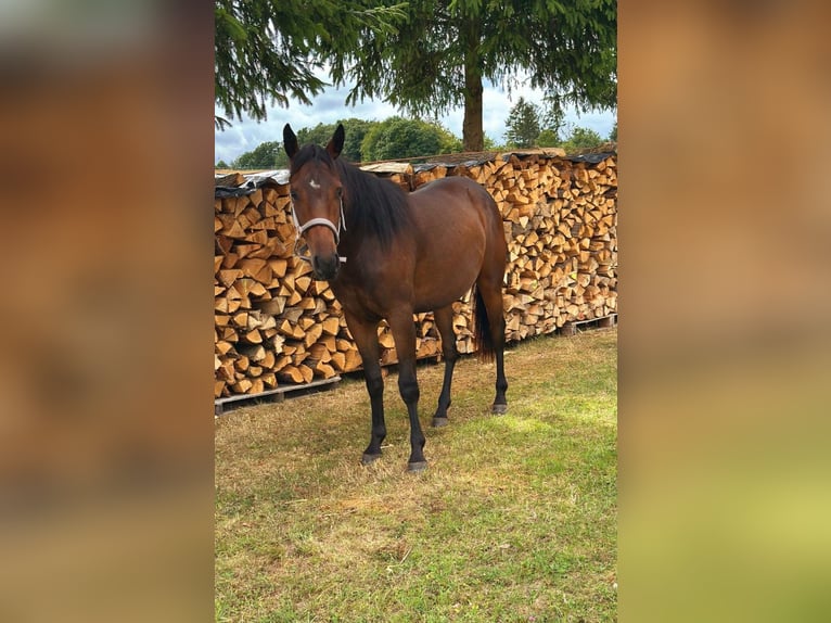 American Quarter Horse Mix Stute 2 Jahre 147 cm Brauner in Kall