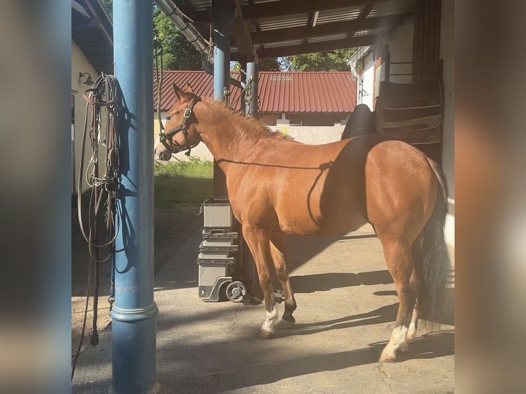 American Quarter Horse Stute 2 Jahre 147 cm Brauner in Wr.Neustadt