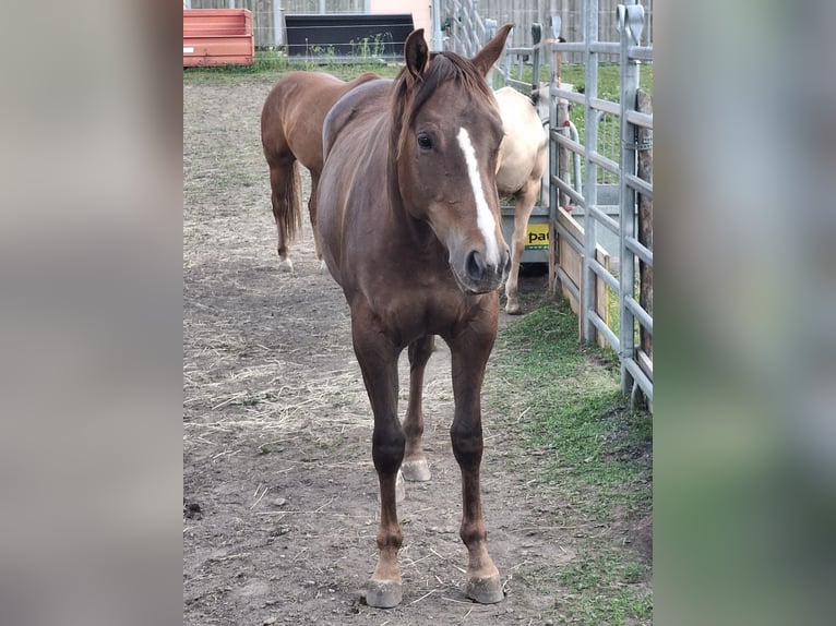 American Quarter Horse Stute 2 Jahre 147 cm Dunkelbrauner in Steinach am Brenner