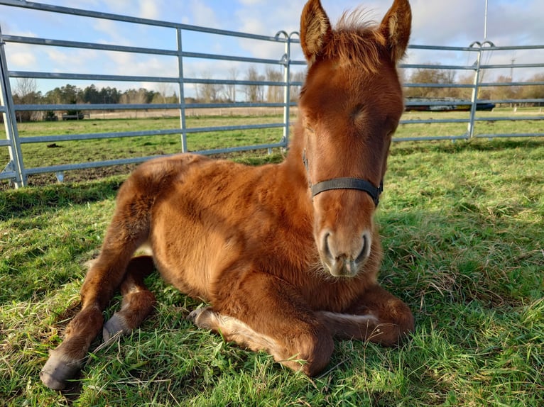 American Quarter Horse Stute 2 Jahre 147 cm Fuchs in Demmin