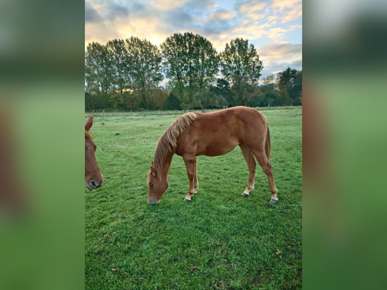 American Quarter Horse Stute 2 Jahre 147 cm Fuchs in Demmin