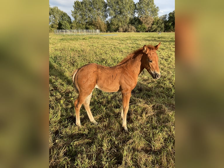 American Quarter Horse Stute 2 Jahre 147 cm Fuchs in Demmin