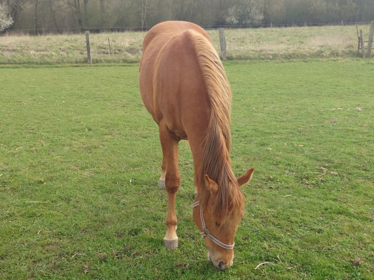 American Quarter Horse Stute 2 Jahre 147 cm Fuchs in Demmin