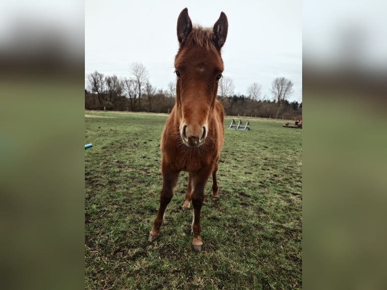American Quarter Horse Stute 2 Jahre 147 cm Fuchs in Demmin