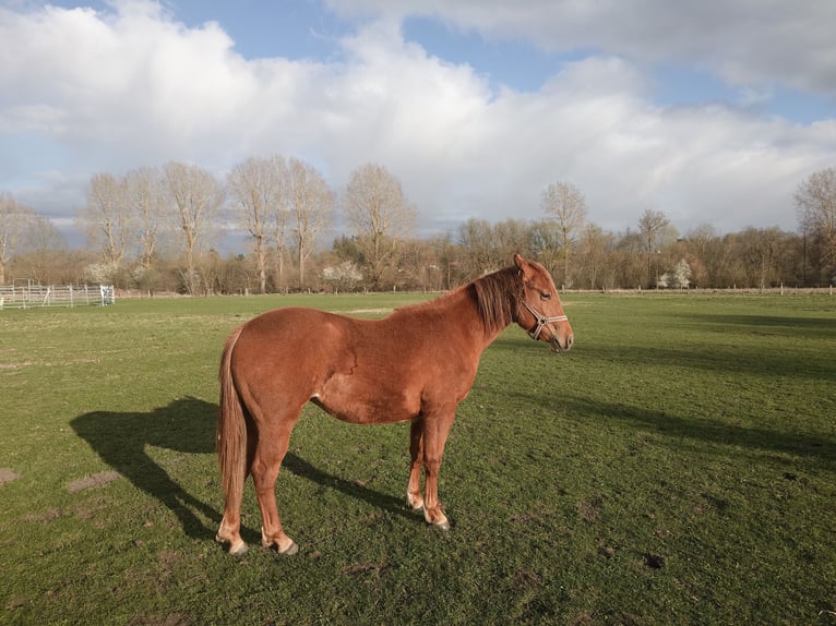 American Quarter Horse Stute 2 Jahre 147 cm Fuchs in Demmin