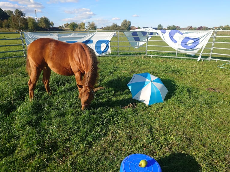 American Quarter Horse Stute 2 Jahre 147 cm Fuchs in Demmin