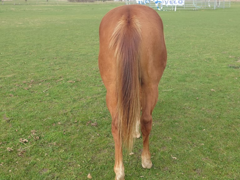 American Quarter Horse Stute 2 Jahre 147 cm Fuchs in Demmin